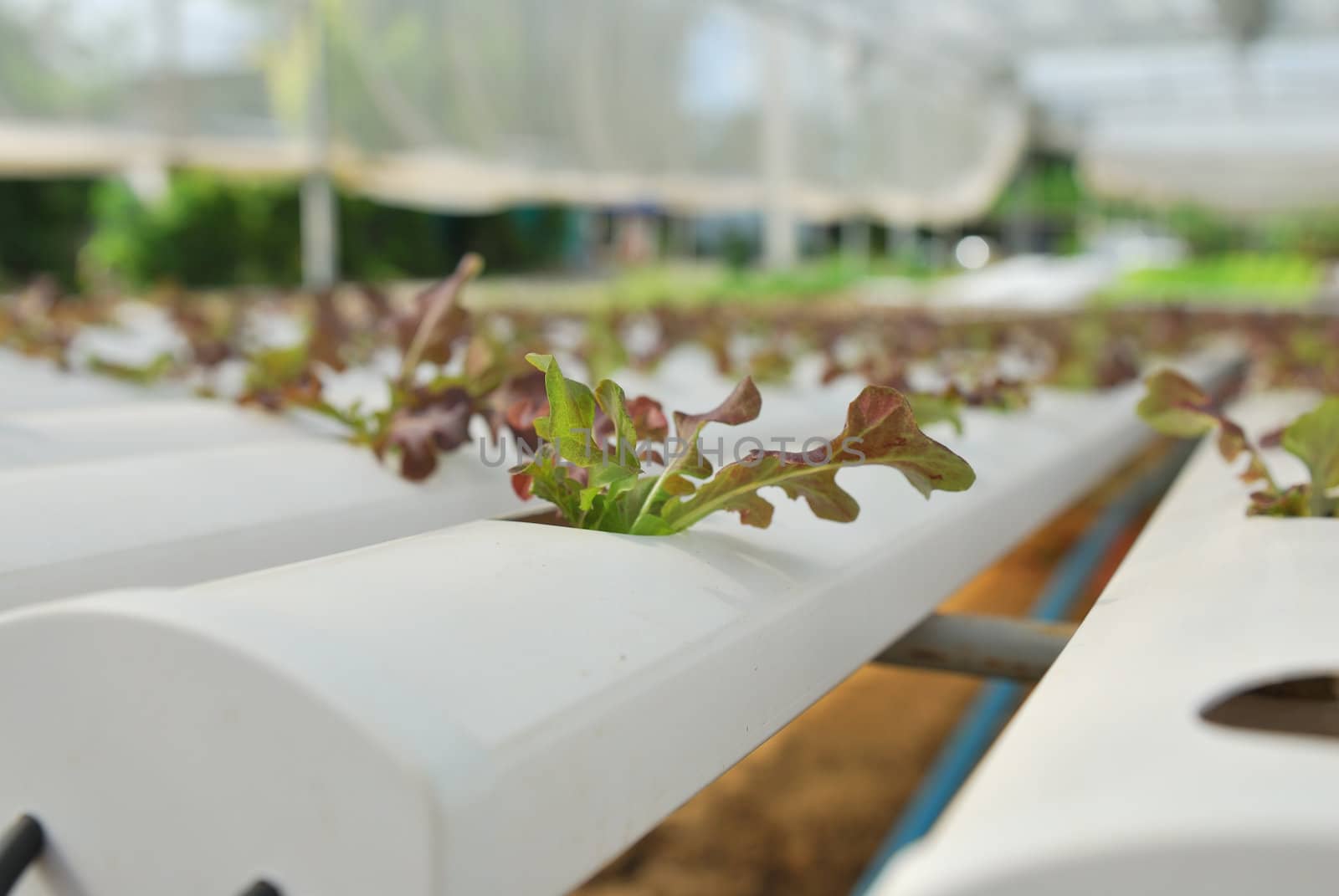 Red oak, green oak, cultivation hydroponics green vegetable in farm