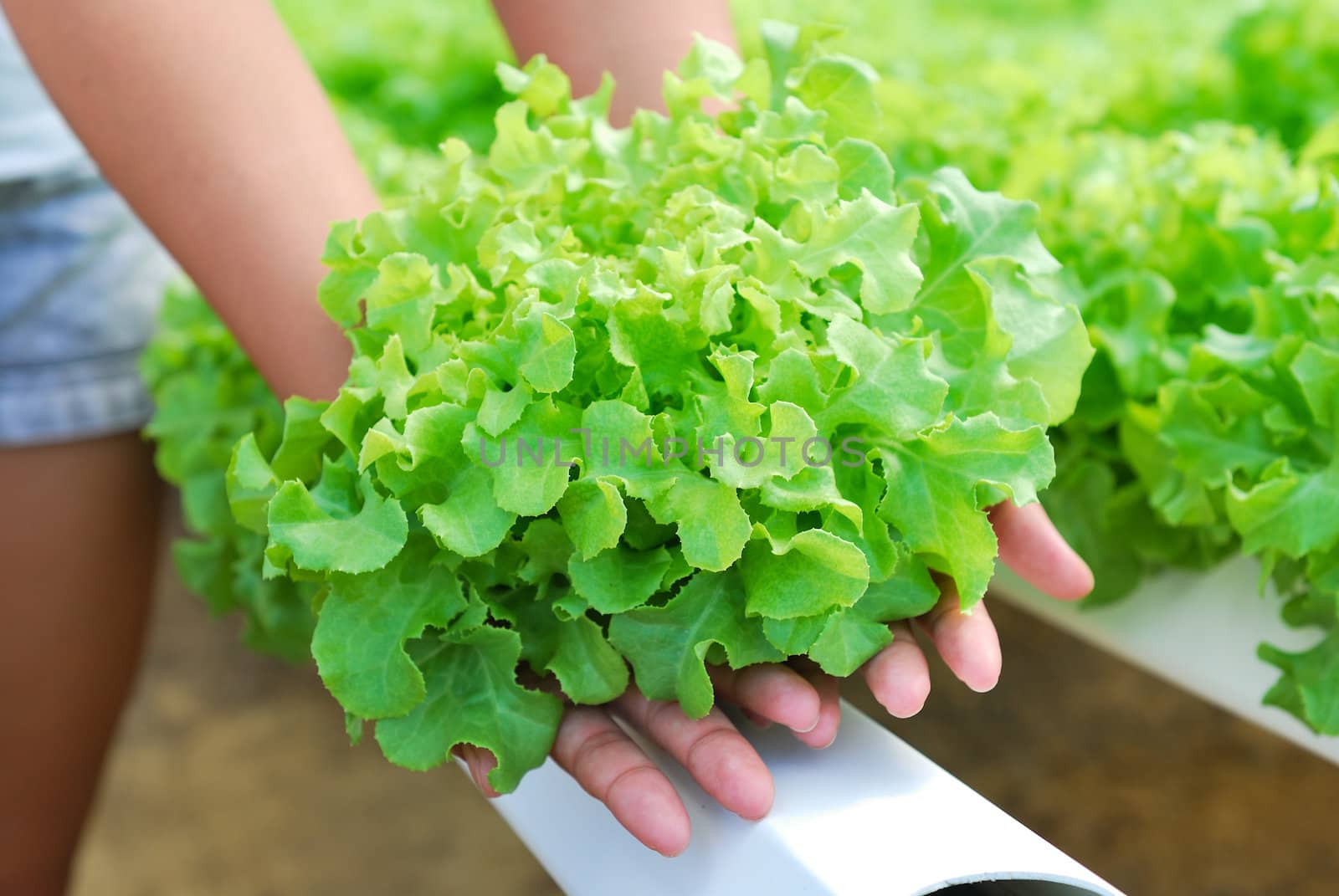 Red oak, green oak, cultivation hydroponics green vegetable in farm