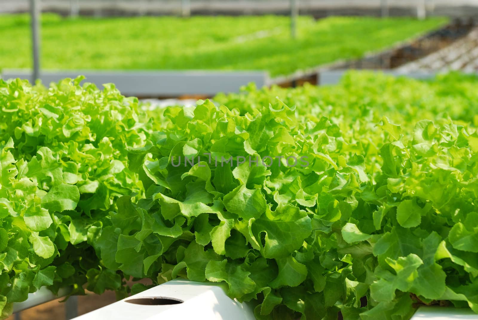 Red oak, green oak, cultivation hydroponics green vegetable in farm
