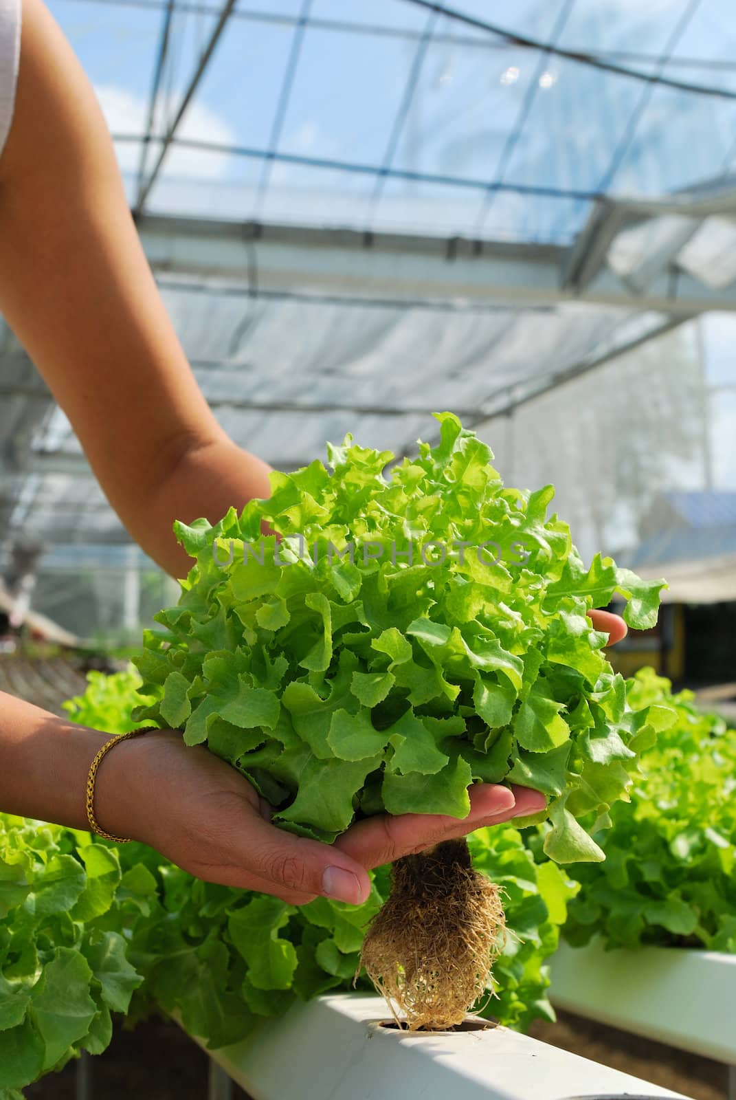 Red oak, green oak, cultivation hydroponics green vegetable in farm