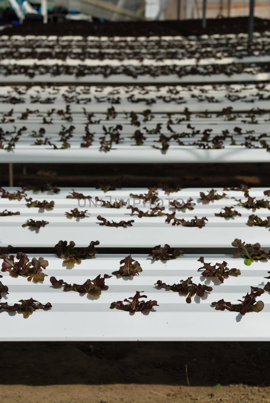 Red oak, green oak, cultivation hydroponics green vegetable in farm