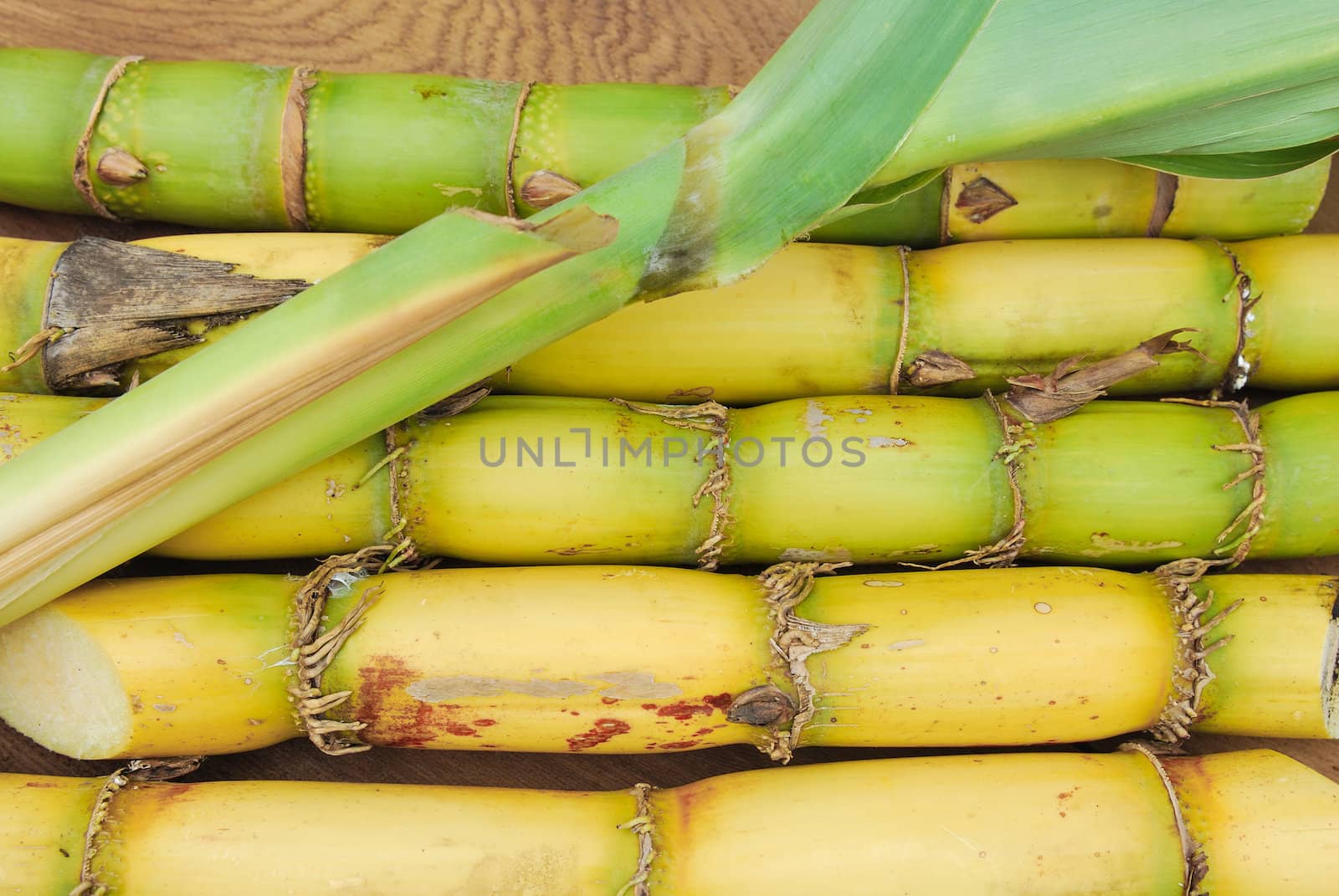 Close up Sugar and sugarcane