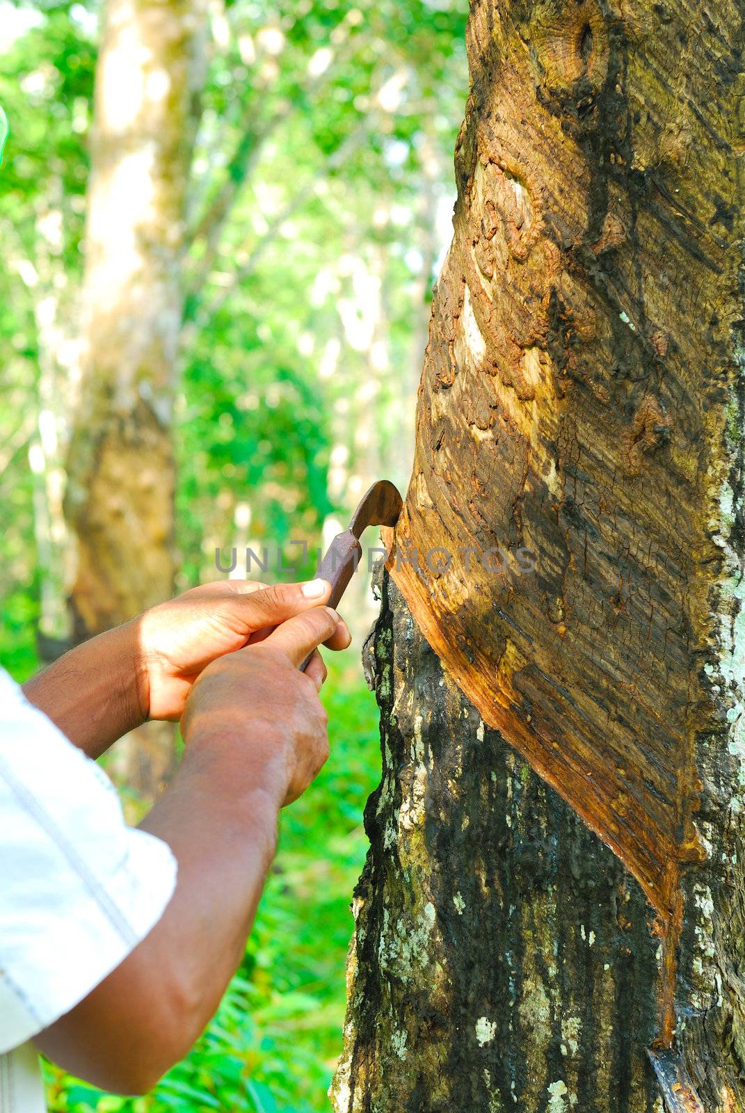 Old rubber tree , rubber and caoutchouc , rubber tapping