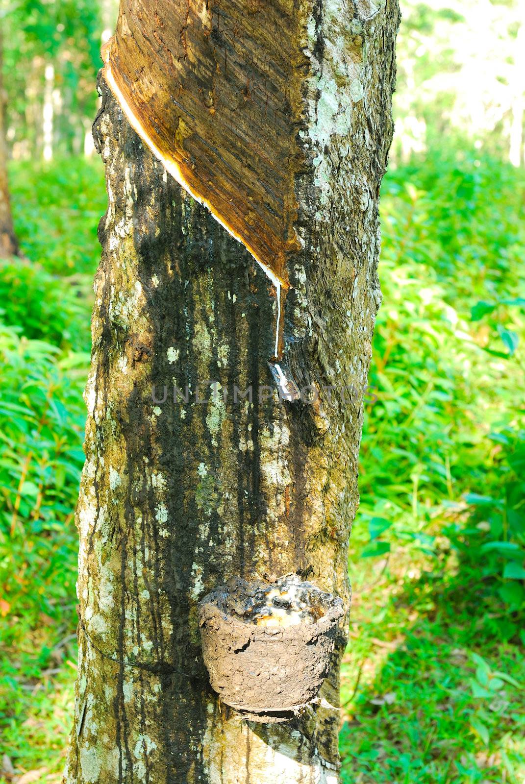 Old rubber tree , rubber and caoutchouc , rubber tapping