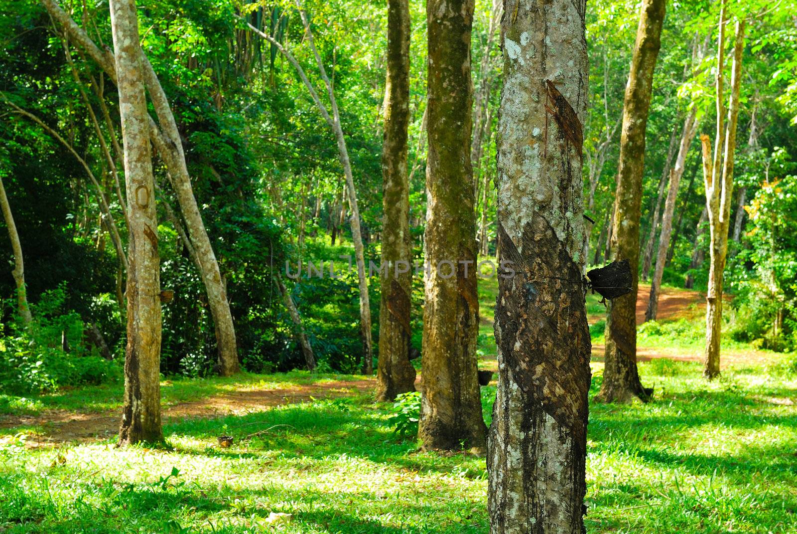 Old rubber tree , rubber and caoutchouc , rubber tapping