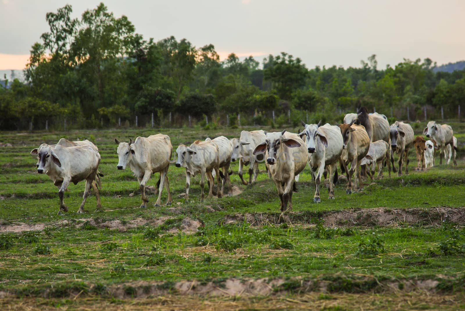 Cow grazing in meadow
