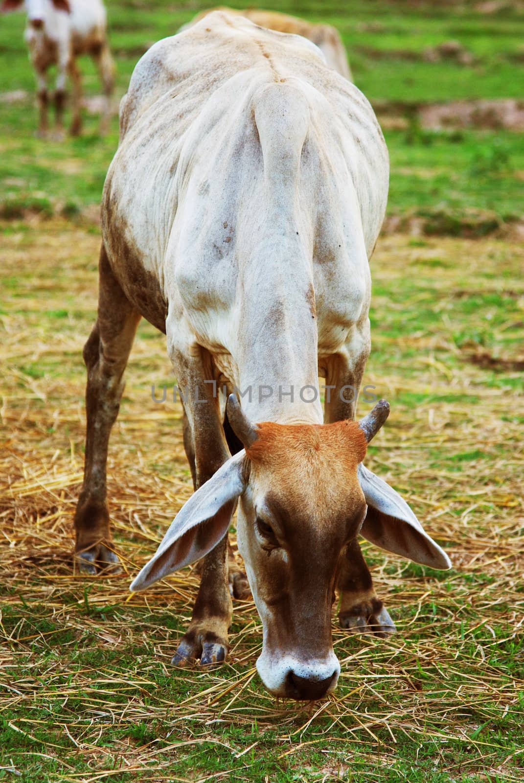 Cow grazing in meadow