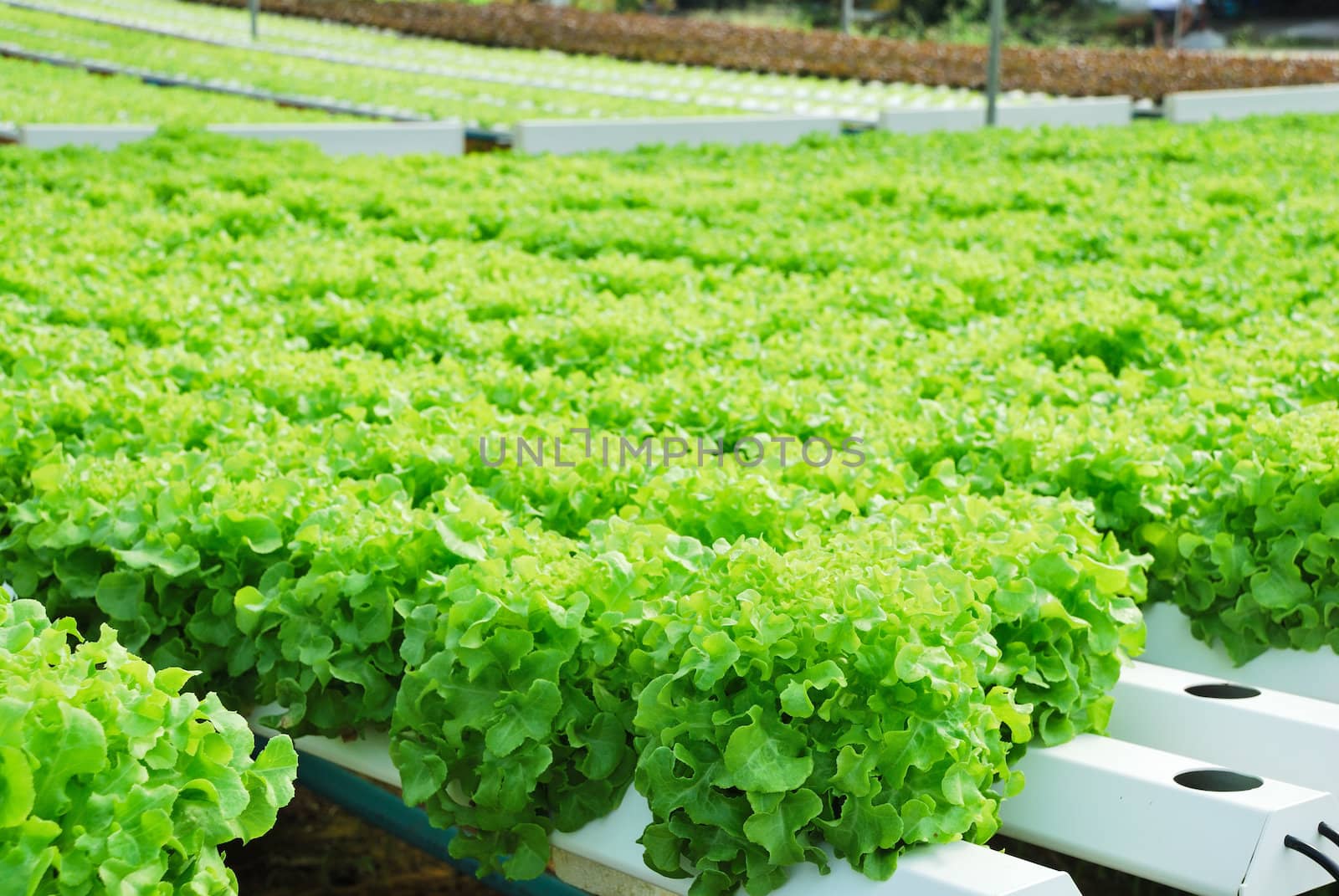 Red oak, green oak, cultivation hydroponics green vegetable in farm