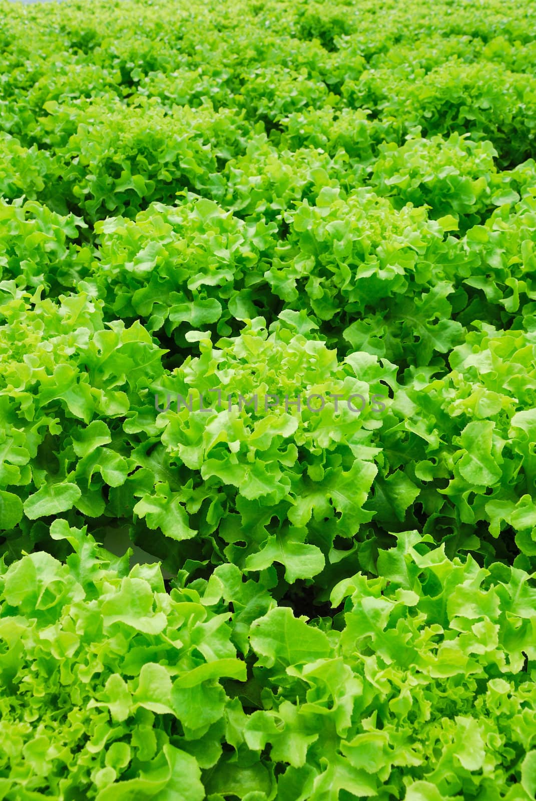 Red oak, green oak, cultivation hydroponics green vegetable in farm