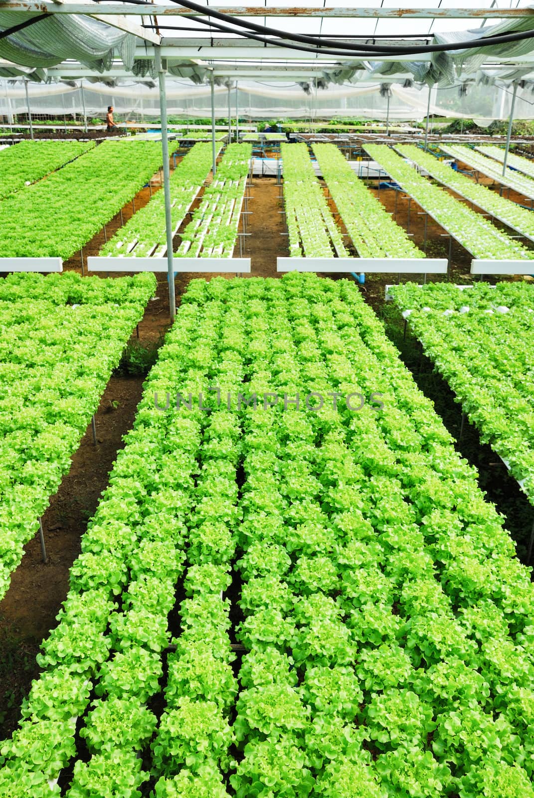 Red oak, green oak, cultivation hydroponics green vegetable in farm