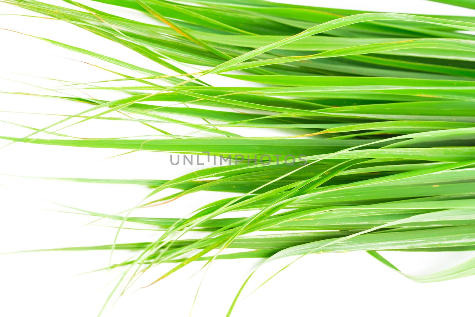 Lemon grass leaf