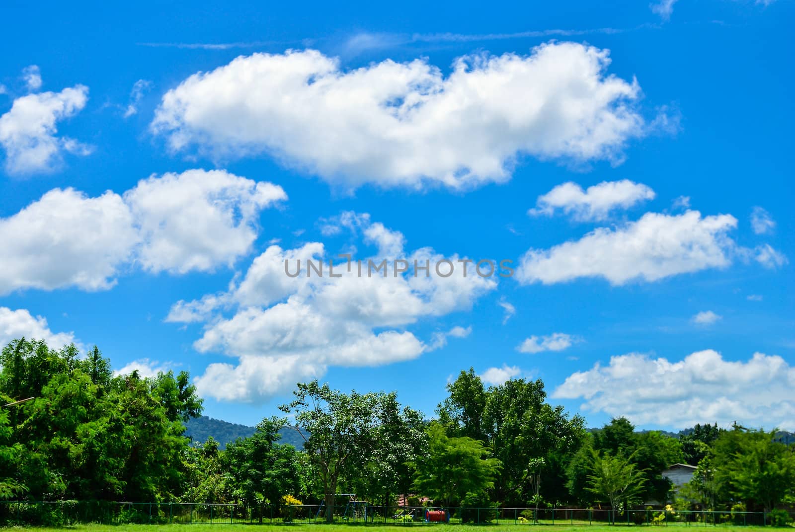 Summer landscape