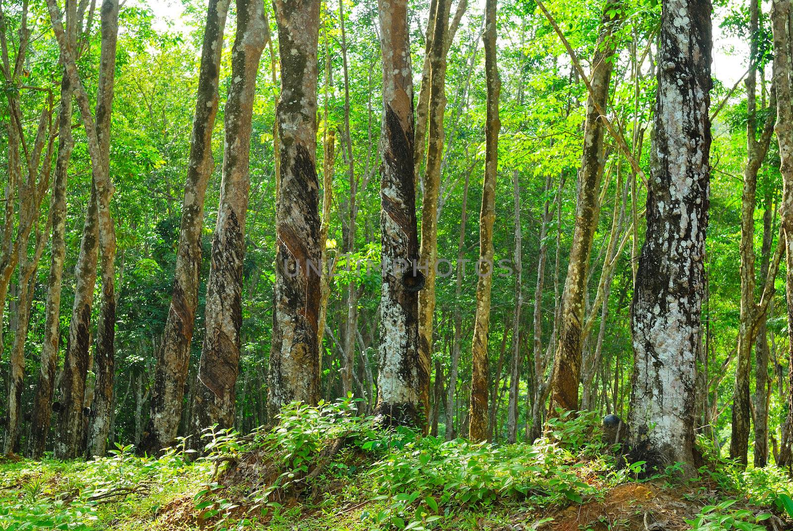 Old rubber tree , rubber and caoutchouc , rubber tapping