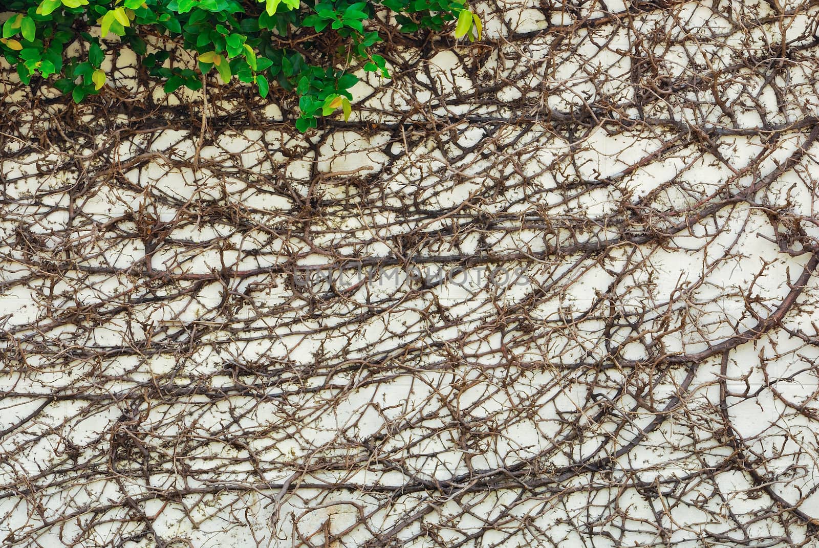 Ivy leaves and root on wall background