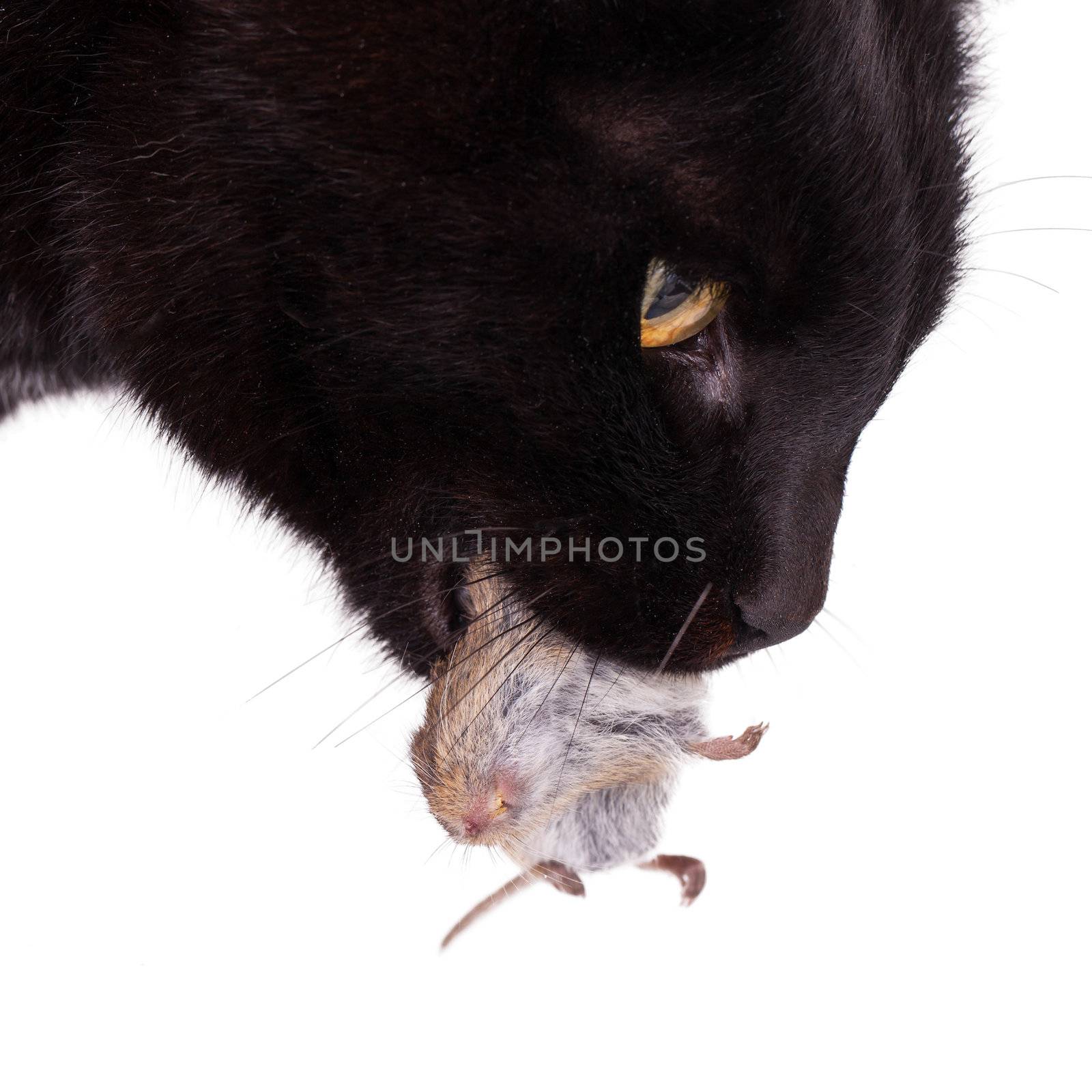 Black cat with his prey, a dead mouse by michaklootwijk