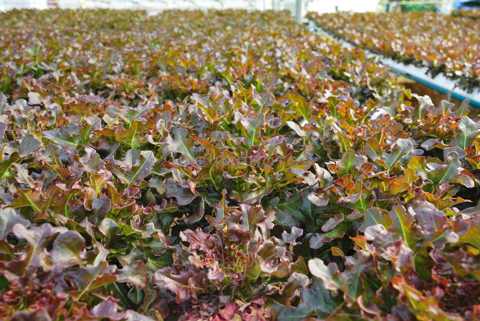 Red oak, green oak, cultivation hydroponics green vegetable in farm