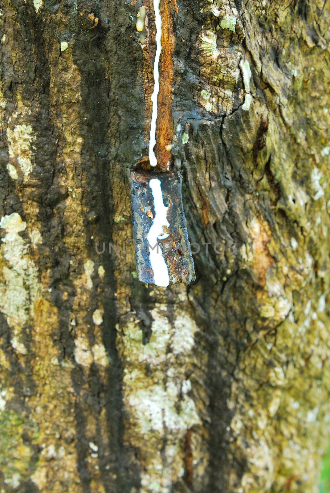 Old rubber tree , rubber and caoutchouc , rubber tapping