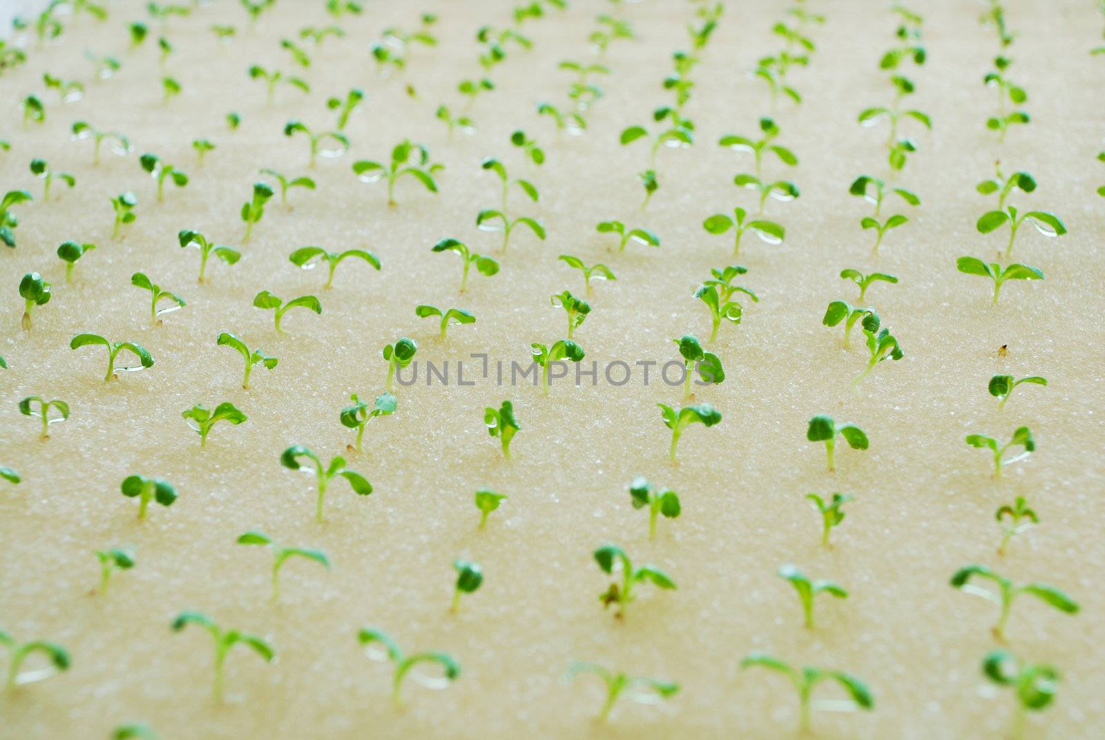 The cultivation of grain salad vegetable in hydroponic farm.
