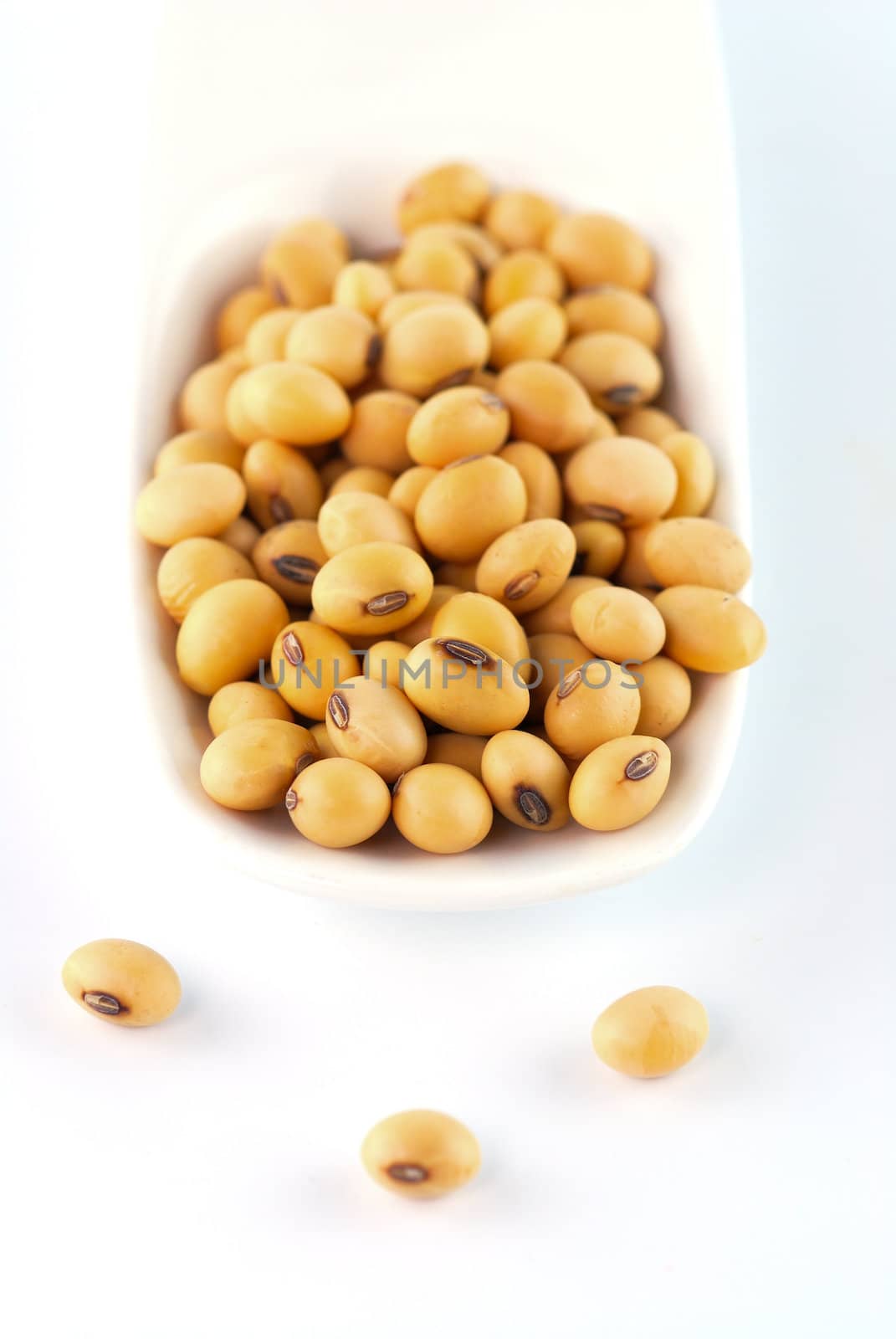 soybean