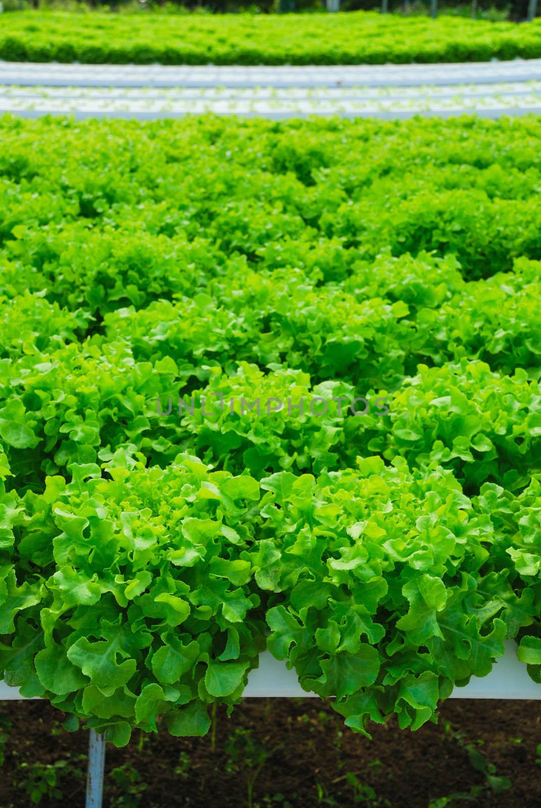 Red oak, green oak, cultivation hydroponics green vegetable in f by teen00000