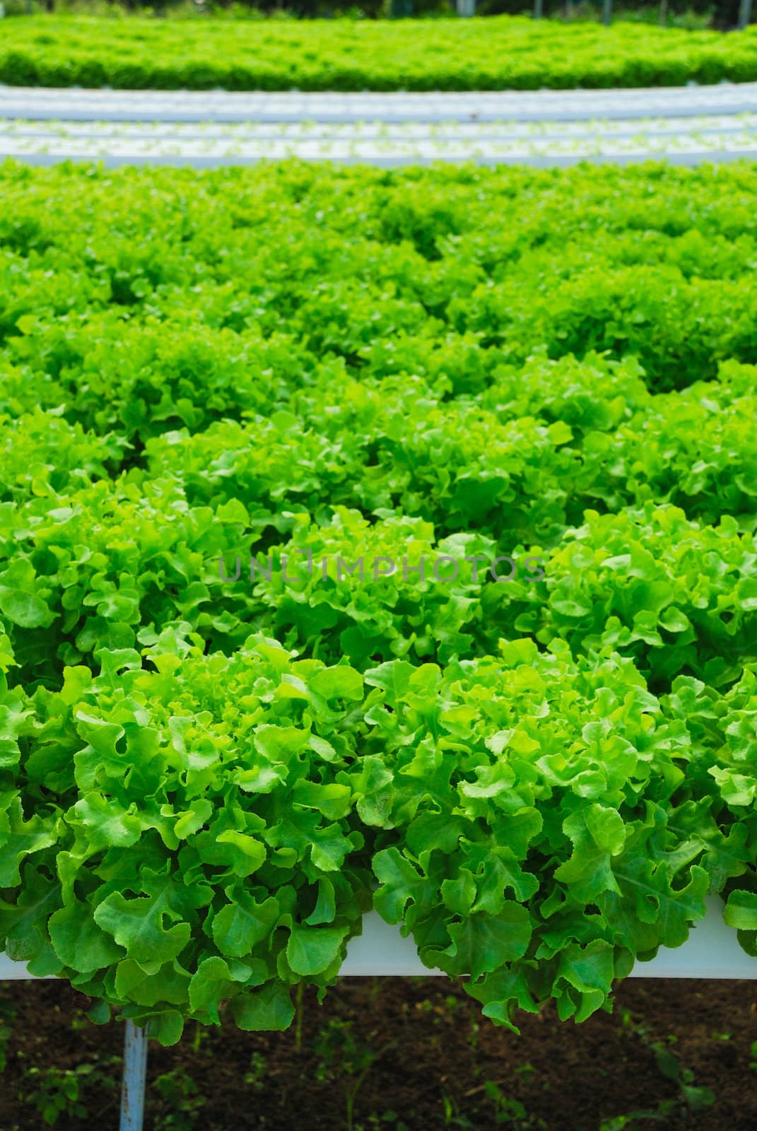 Red oak, green oak, cultivation hydroponics green vegetable in farm