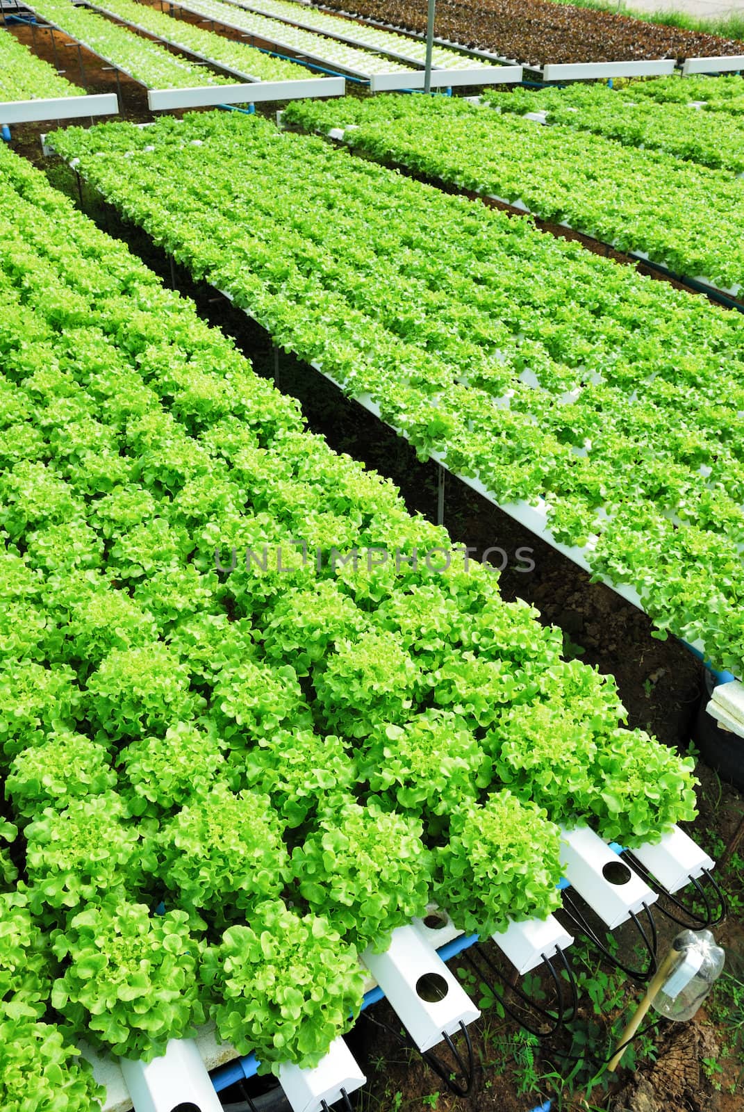 Red oak, green oak, cultivation hydroponics green vegetable in f by teen00000