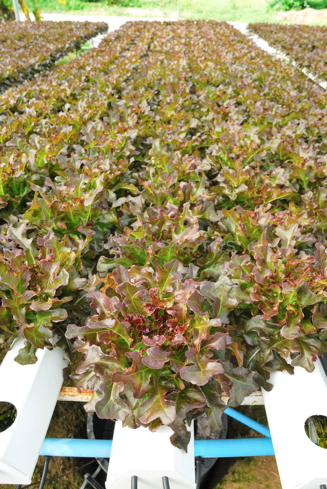 Red oak, green oak, cultivation hydroponics green vegetable in farm