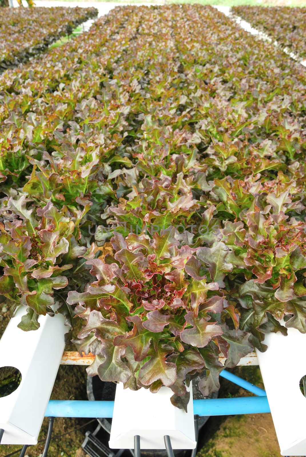 Red oak, green oak, cultivation hydroponics green vegetable in farm