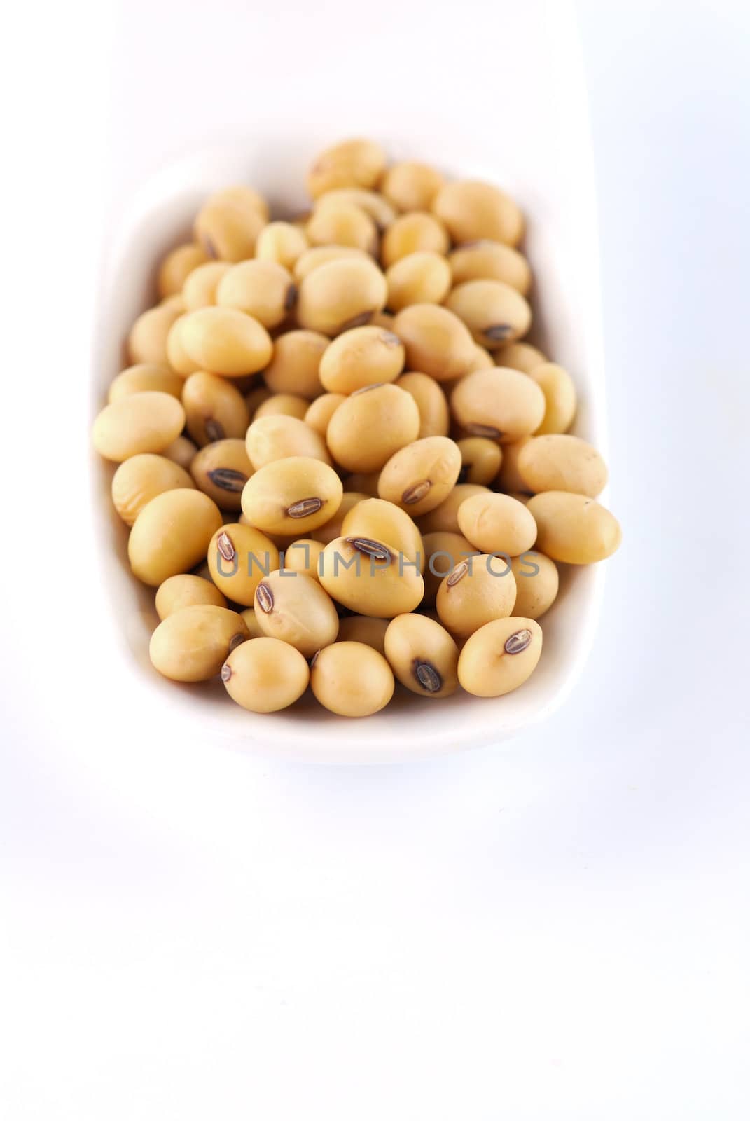 soybean