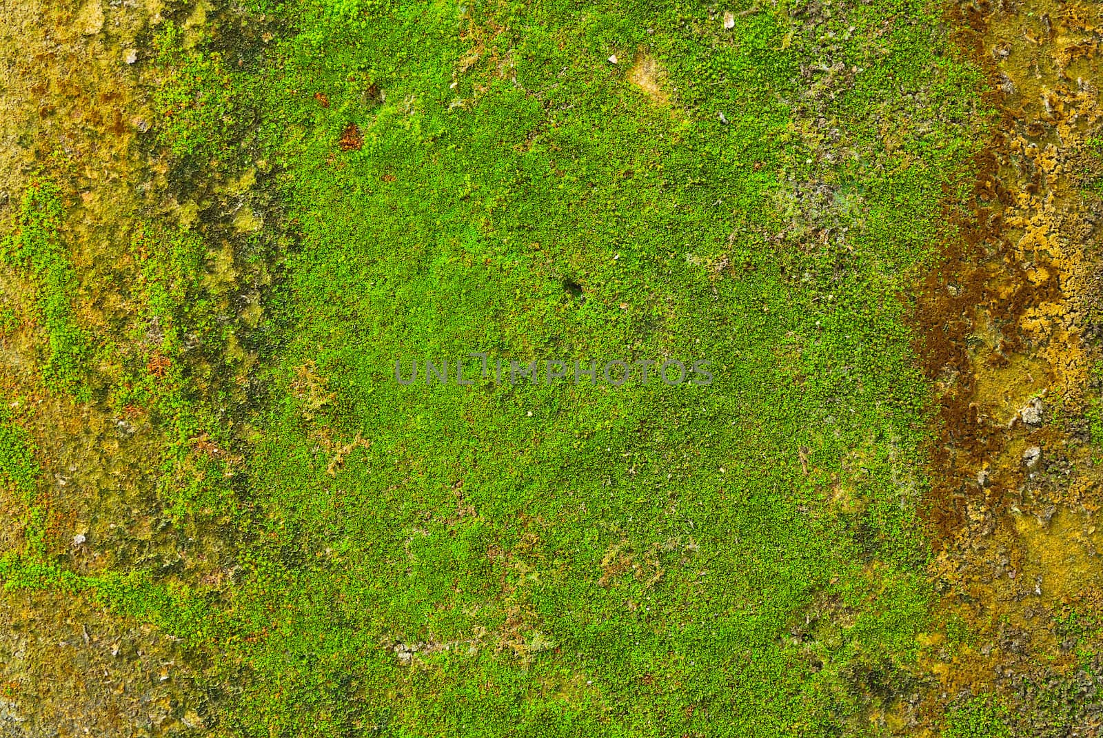 Moss on wall texture background.  by teen00000