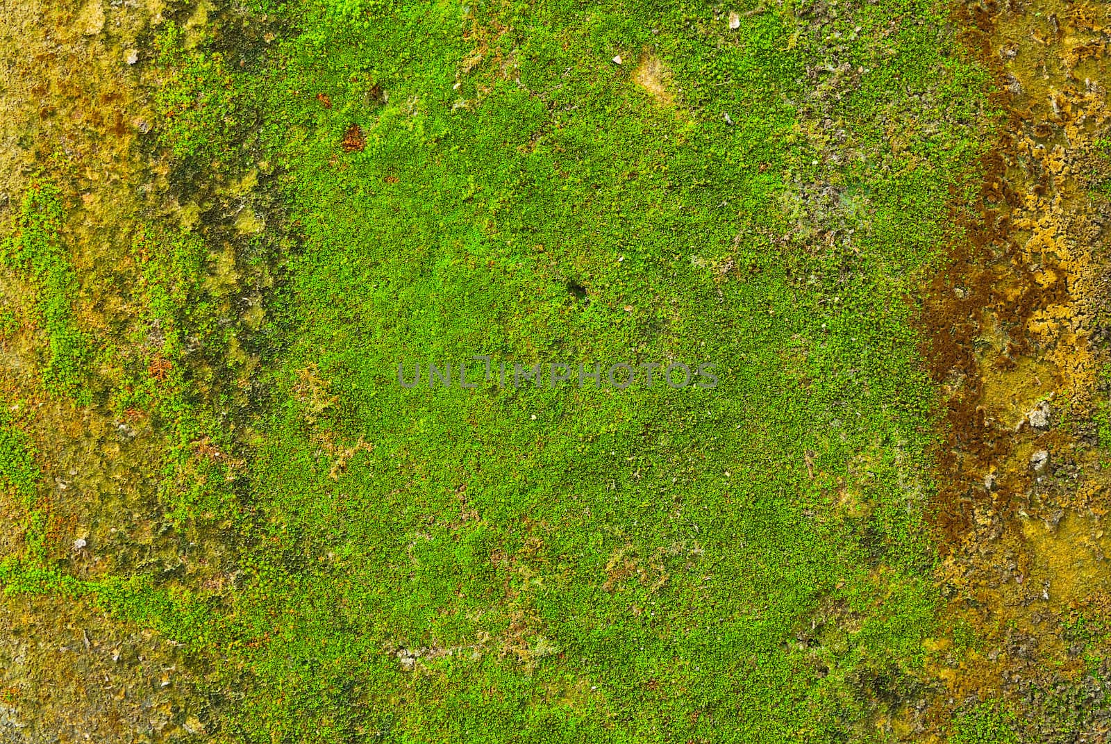 Moss on wall texture background.