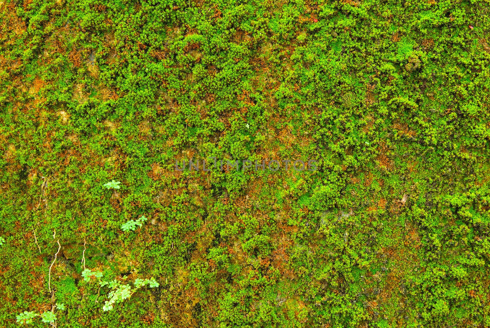 Moss on wall texture background.  by teen00000