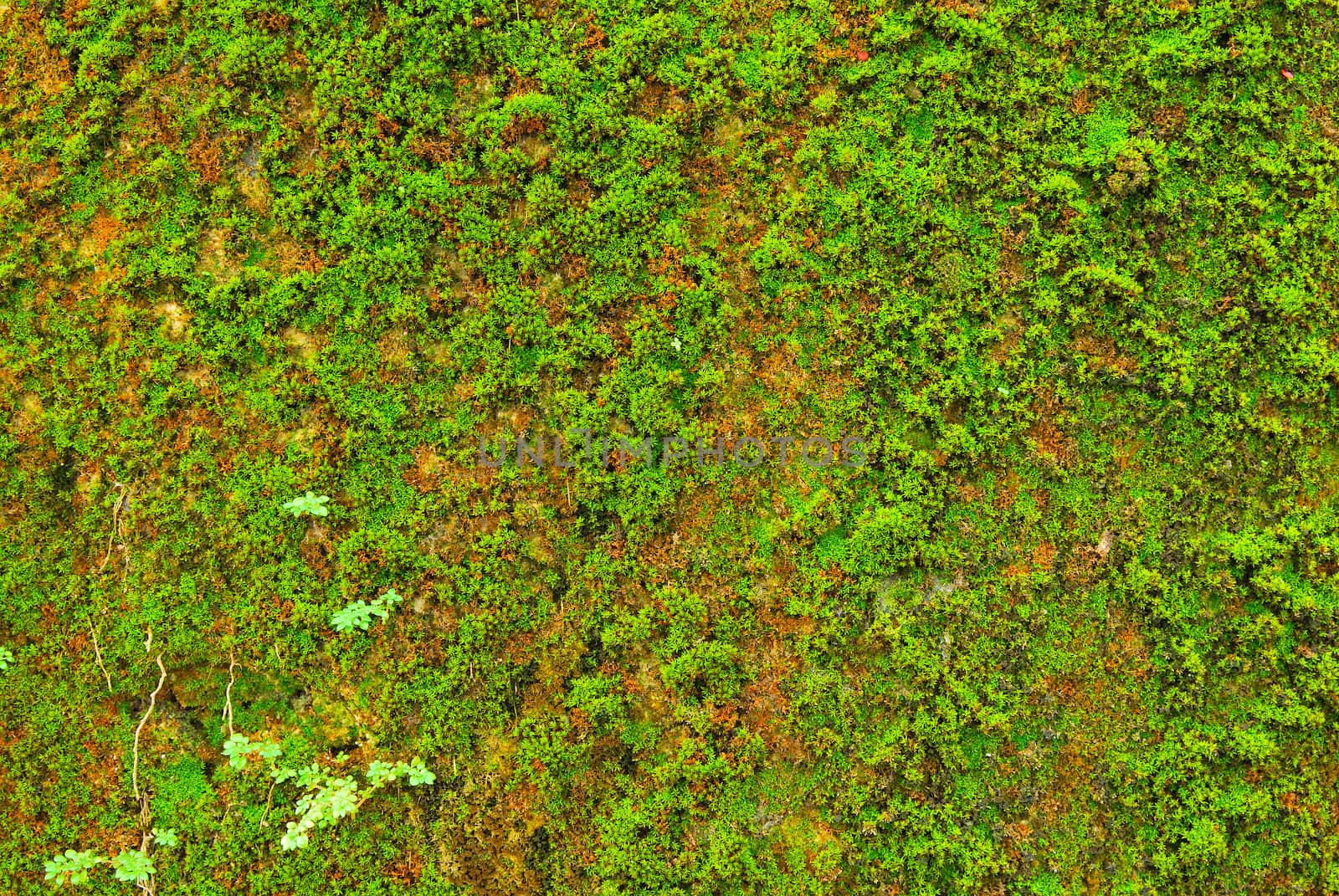 Moss on wall texture background.