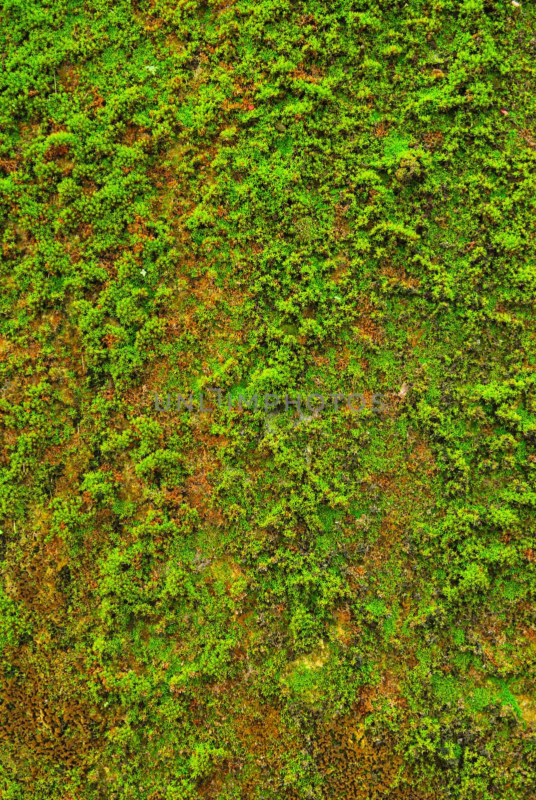 Moss on wall texture background.