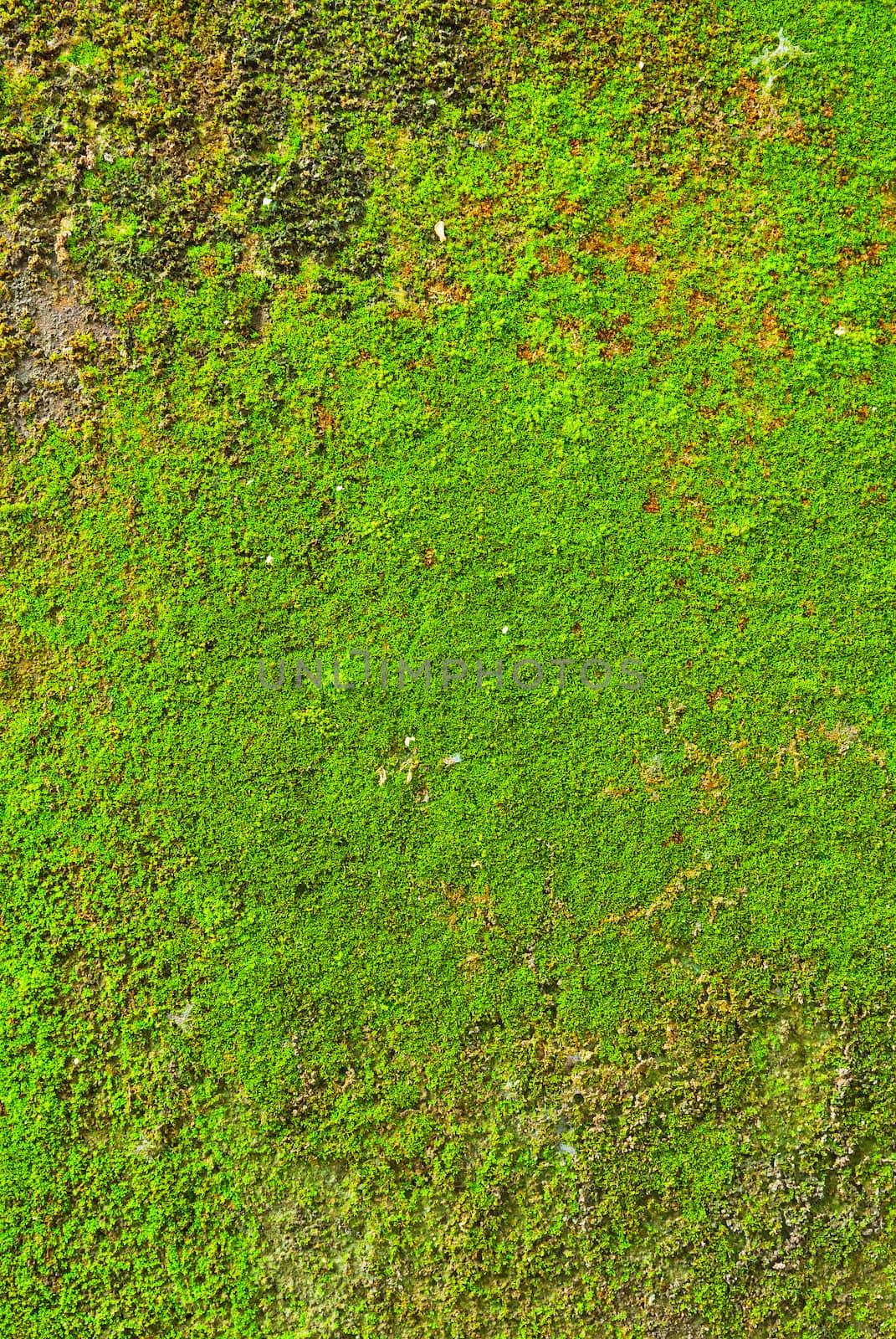 Moss on wall texture background.