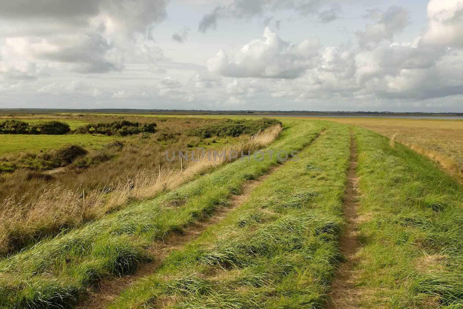 Lush green grass and a track on a dyke running through marshland with a blue cloudy sky in the distance.