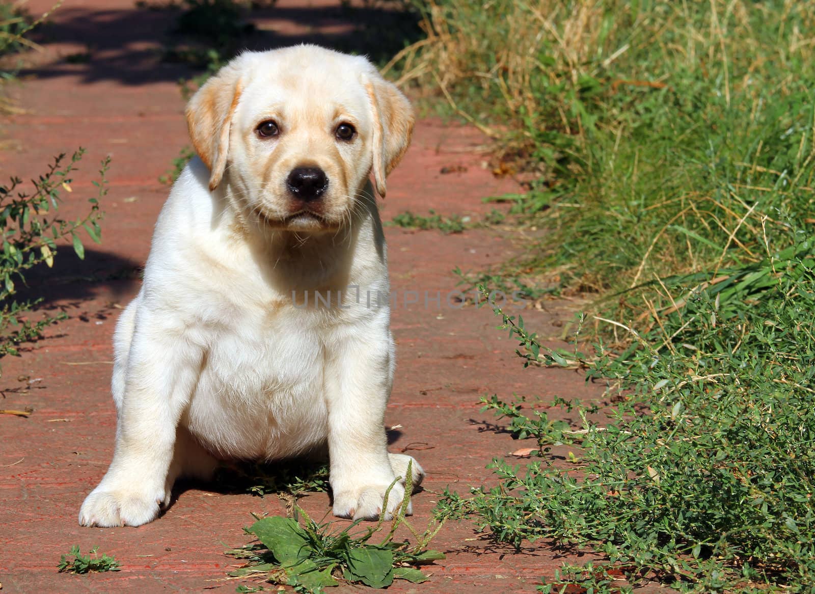 happy yellow labrador puppy sitting in the garden
