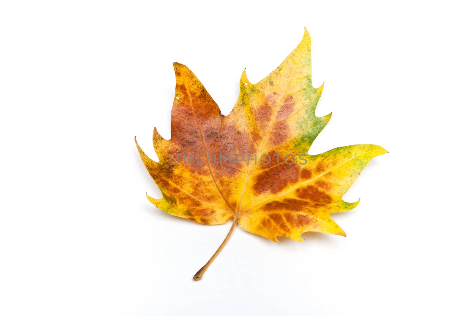 isolated leave of platane on white background by NeydtStock