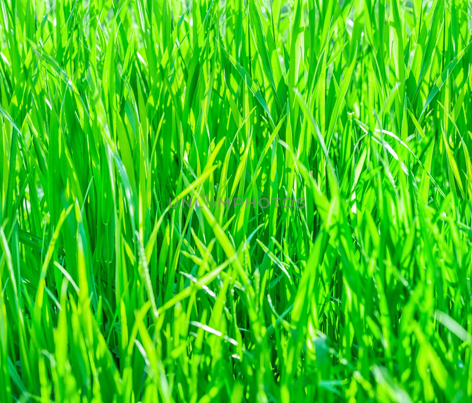 Texture of fresh green grass by zeffss