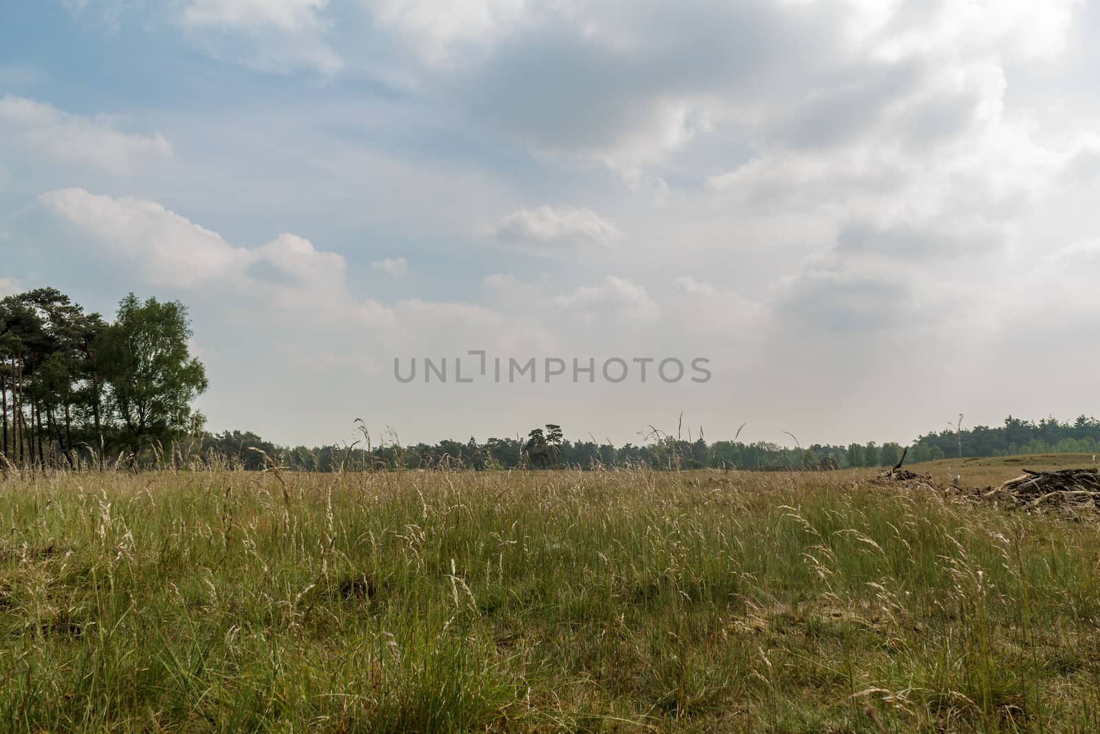 Dry long grassland on a warm sunny summer day