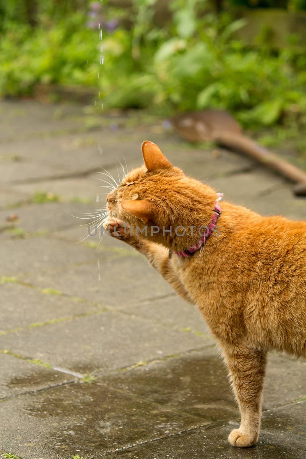 Orange cat plays with water droplets in a garden