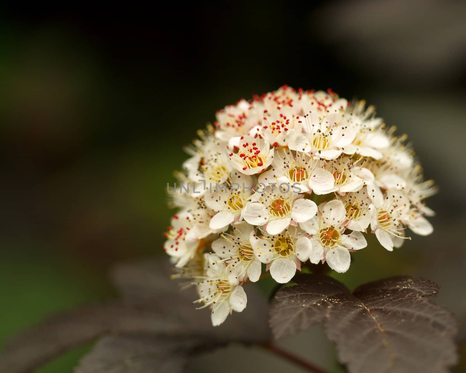 Isolated closeup wihte flower  by frankhoekzema