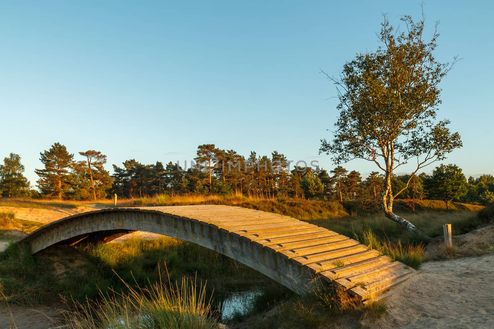 Beautiful wooden bridge by sunset light in a heathland area in the Netherlands