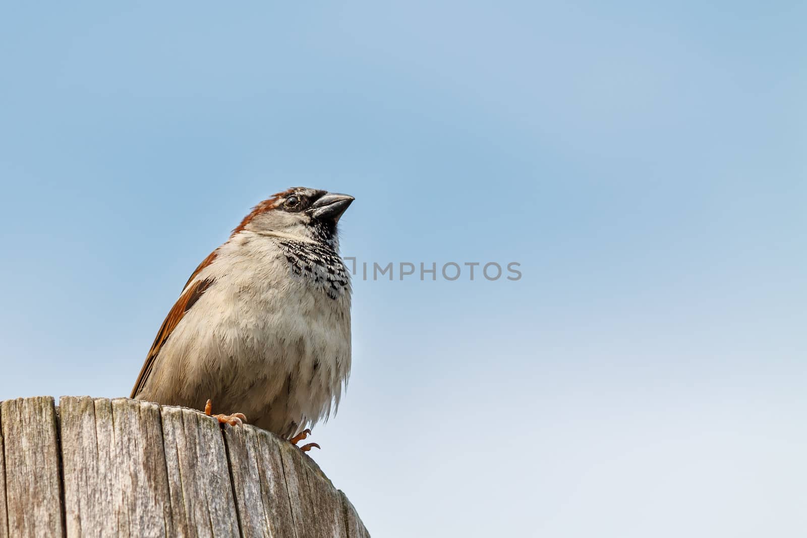 Colorful sparrow standing under blue sky