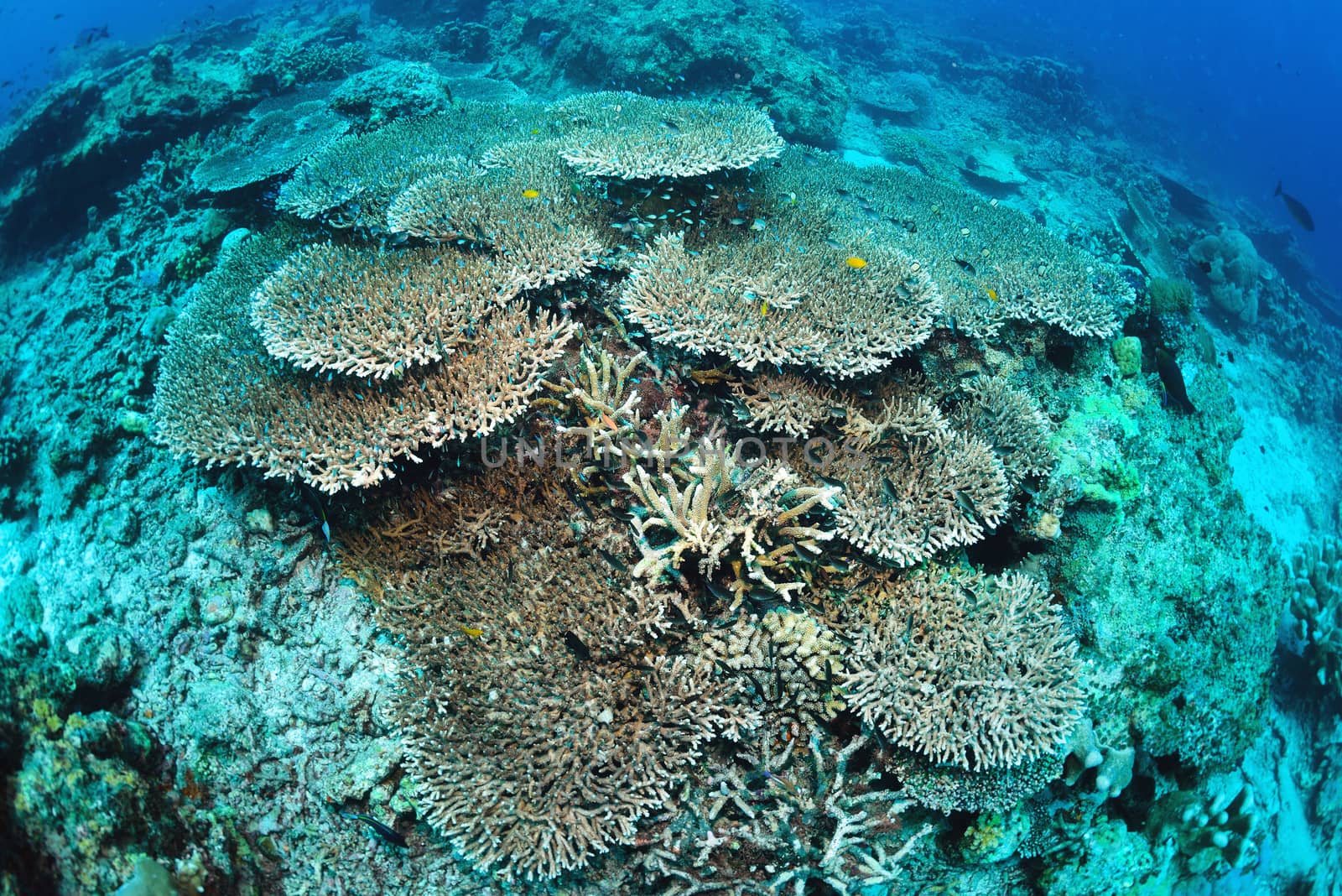 Underwater staghorn table coral in Sipadan, Malaysia
