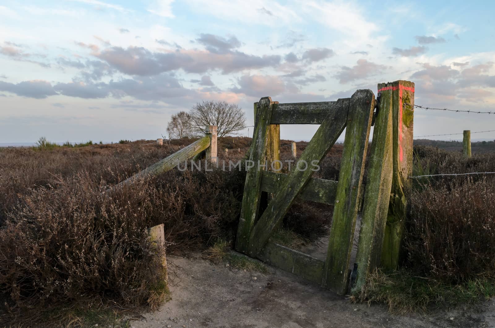 Nice low point of view looking past a fence at a beautiful heathland area in Holland at dusk.
