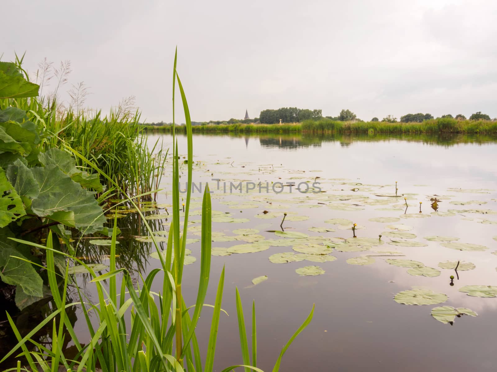 Lillies in a still river in Doesburg, Holland. Taken at dusk just before sunset.