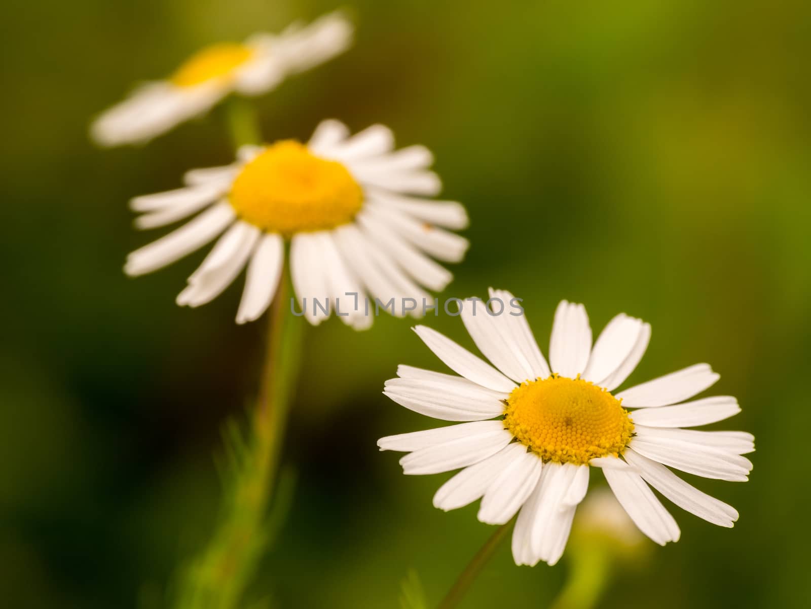 closeup of three daisy's fading away into a soft background