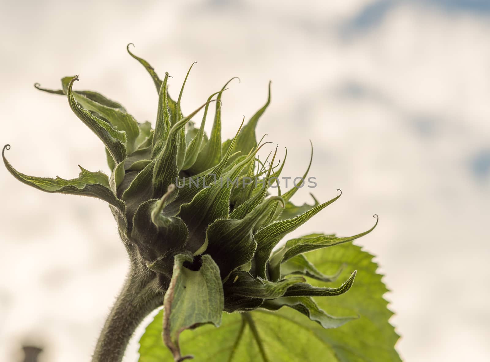 Low point of view looking up at a giant sunflower just before bloom