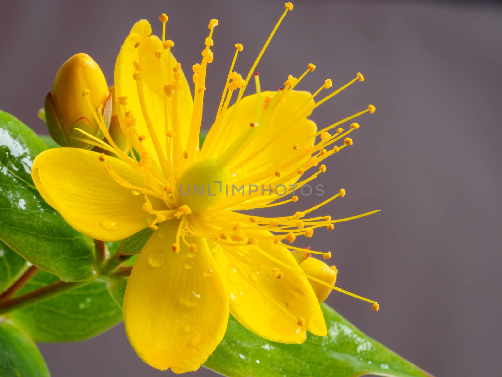 Closeup of a small yellow wild wort flower in full bloom